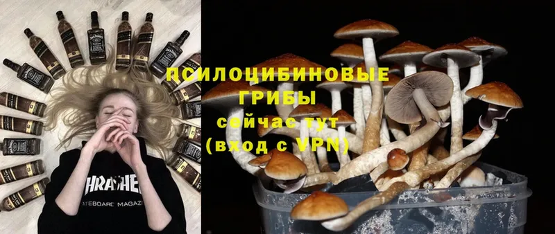 OMG tor  Далматово  Галлюциногенные грибы Psilocybe 